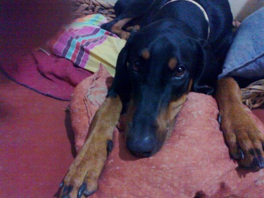 Mateo en su cama esperando las buenas noches, de lo contrario no dormirá. he tenido otros perros incluyendo un labrador pero este es el perro más cariños que hemos conocido. siempre esta pendiente de una caricia o un tiron de orejas que creo que es su premio favorito.